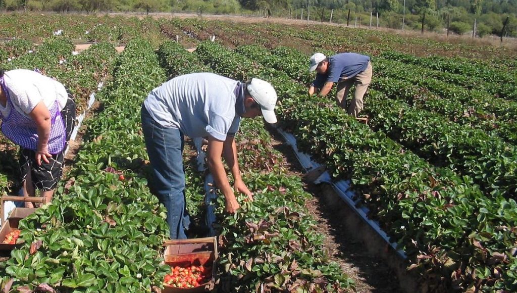 La Sociedad Rural niega el bono de fin de año que anunció UATRE para los trabajadores rurales