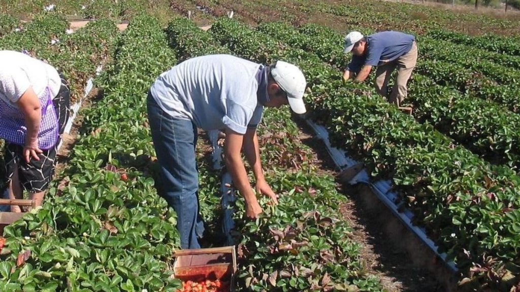 trabajo rural