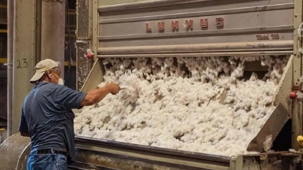 Aceiteros, desmotadores de algodón