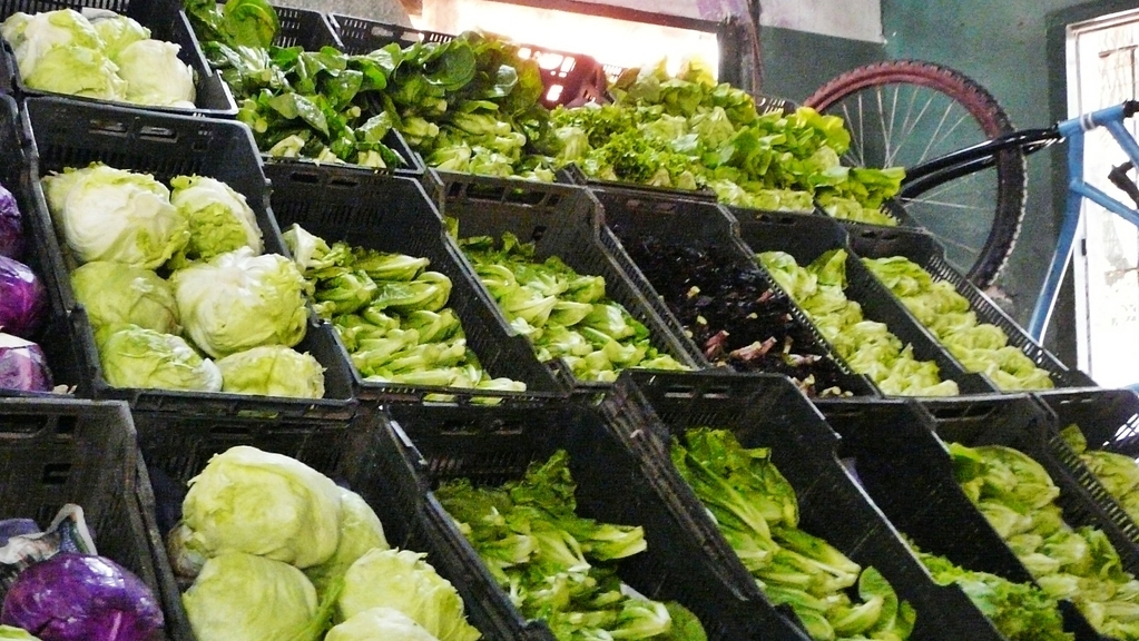 alimentos, lechuga