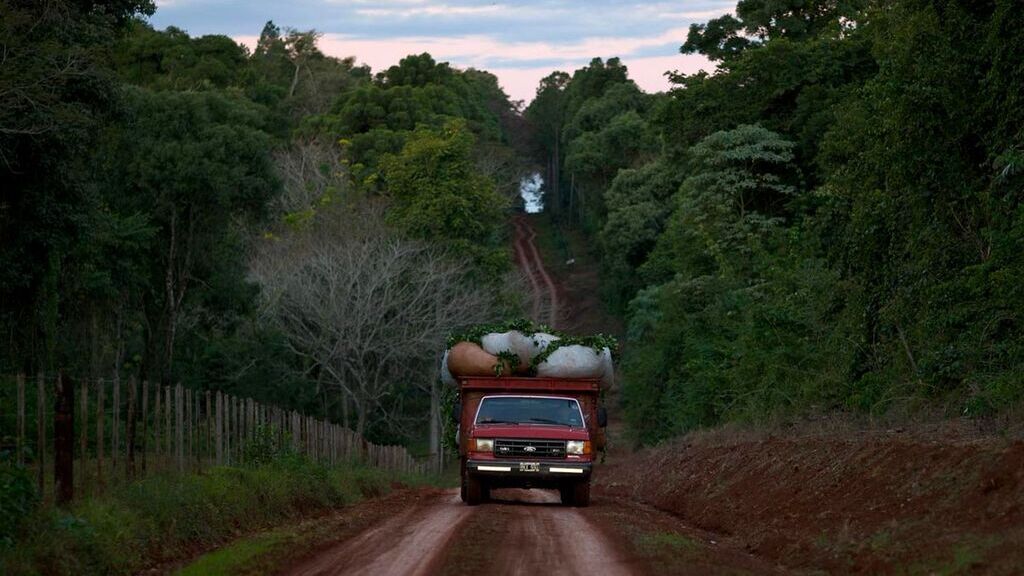 Misiones, yerba mate