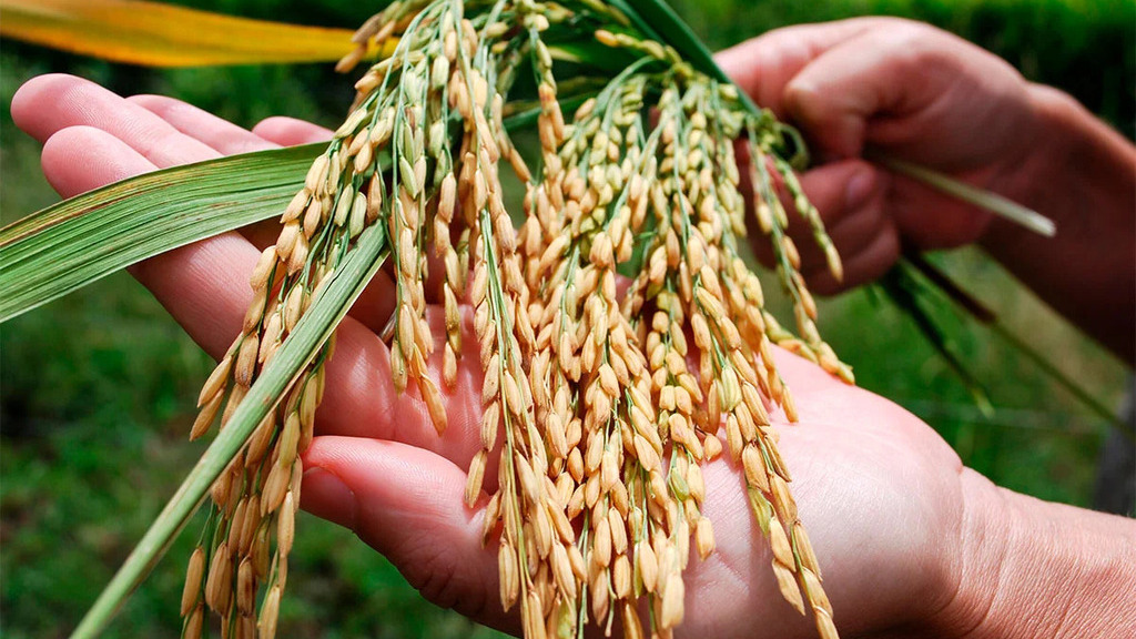 Entre Ríos, Arroz